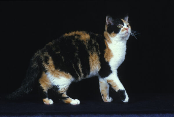 American Wirehair Cat Deposit photos