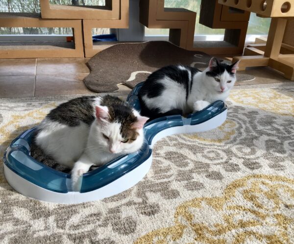 Annie and Eddie in the Catit ball track