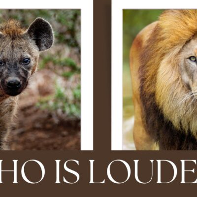 Loudest Animals In The World