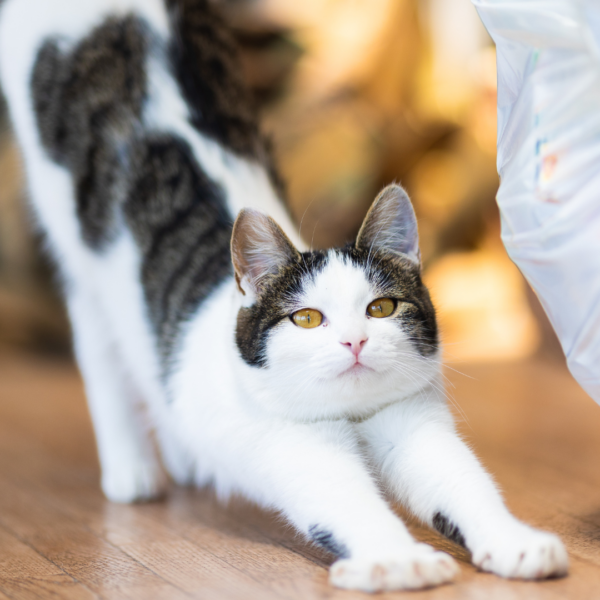 cat stretching