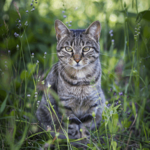 Cats are perfect