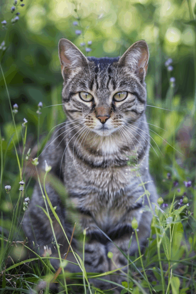 Cats are perfect