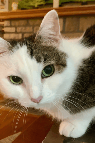 Our Cat Annie being mischievous.