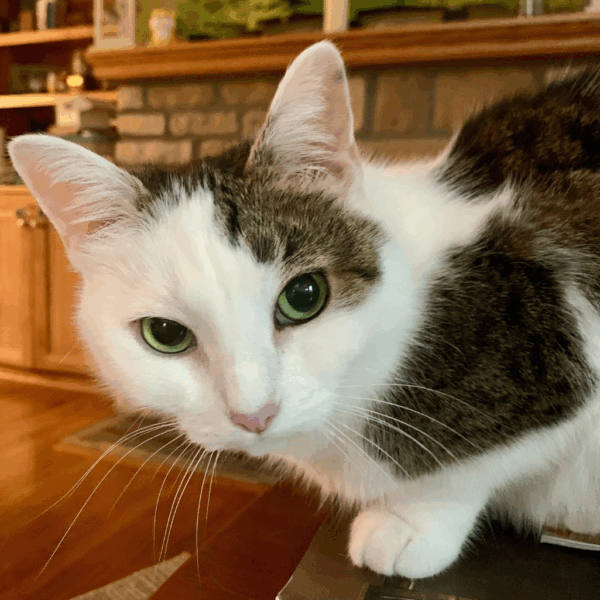 Our cat Annie looking cute as always.