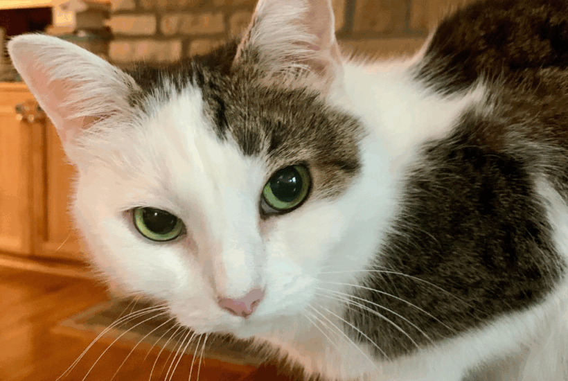 Our Cat Annie being mischievous.