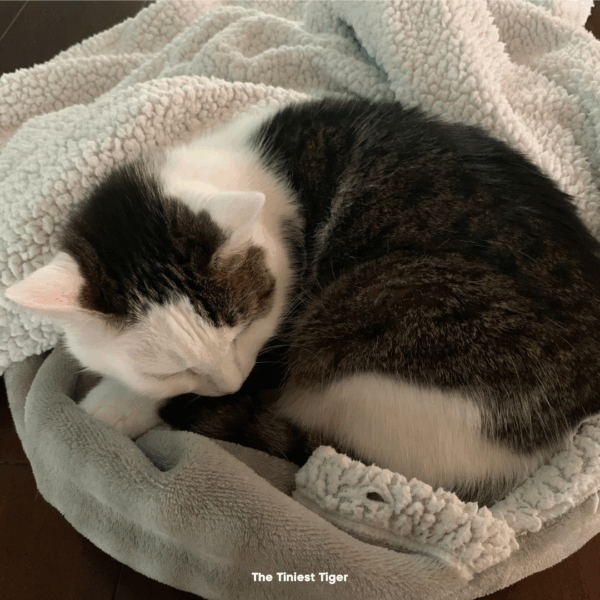 Gracey, one of The Tiniest Tiger, sleeping in her blanket bed.