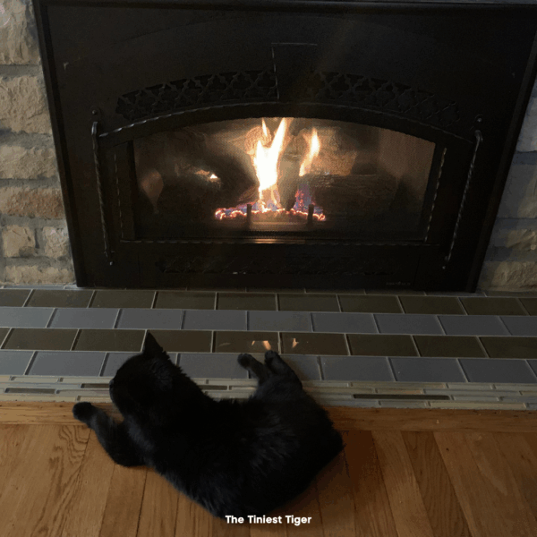 Bob keeping warm by fireplace. Bob is one of The Tiniest Tiger cats.