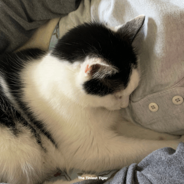 Eddie, one of The Tiniest Tigers,snuggling with Paul