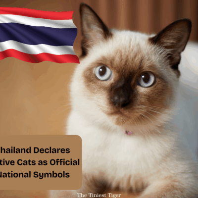Thai Cats Declared National Symbols