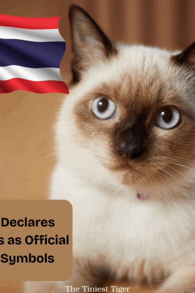 Thailand declares Thai Cats National Symbols