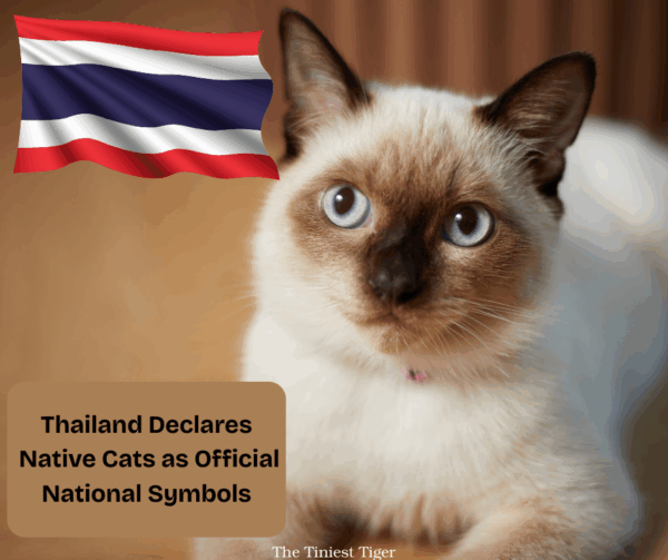 Thailand names Thai Cats National Symbols
