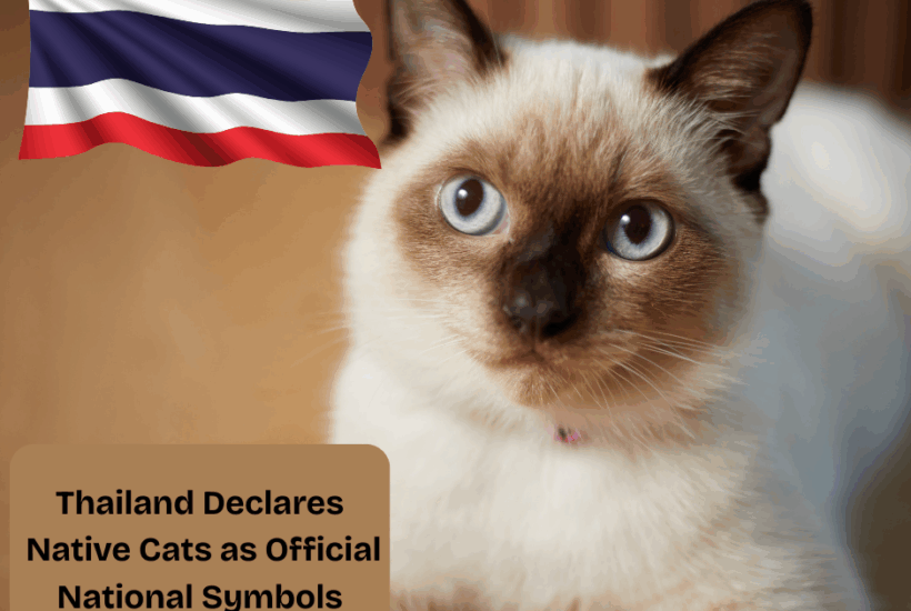 Thailand declares Thai Cats National Symbols