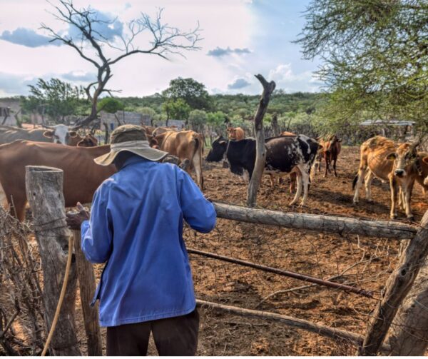 Livestock management strategies