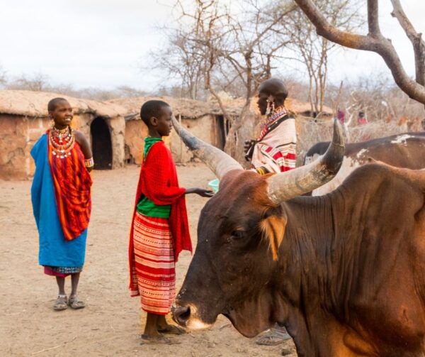 Cattle are pushing lions out of their traditional habitat