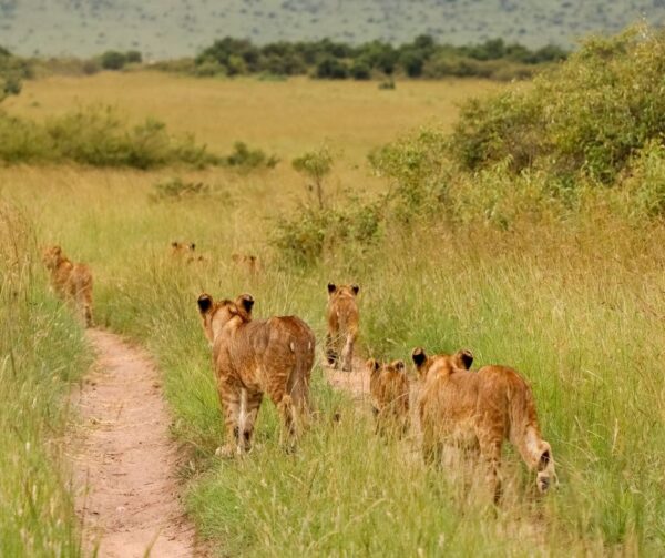 African lions in Kenya