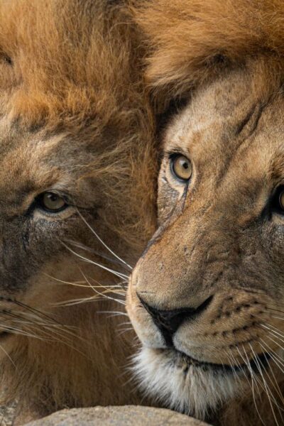 African lions