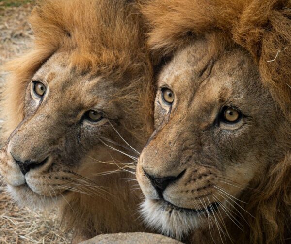 African lions losing ground in Kenya