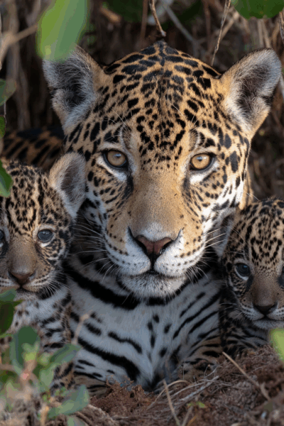 Jaguar mom with cubs