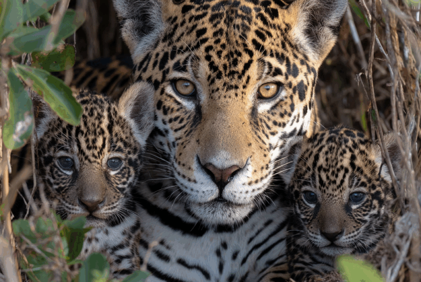 Jaguar mom with cubs