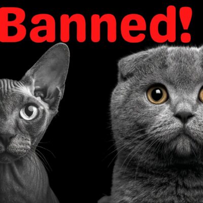 The Netherlands Bans Cat Breeds