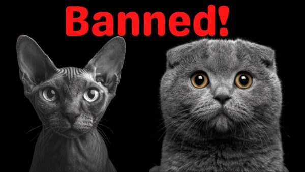 The Netherlands banned Scottish Fold and Sphynx Cat breeds