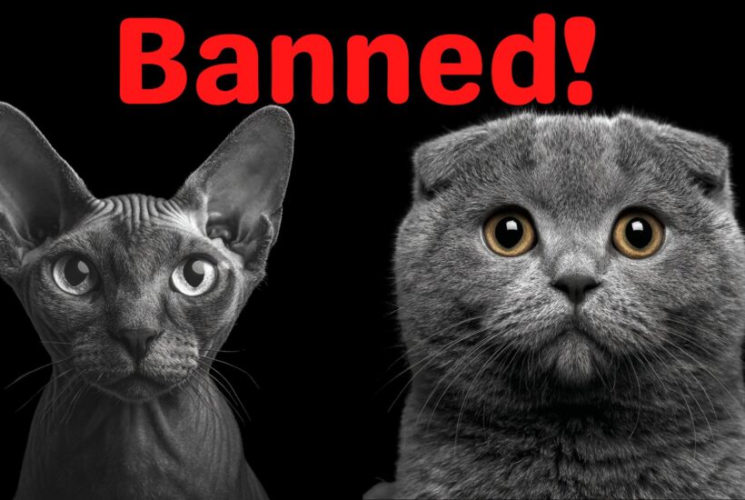 Banned Cat Breeds