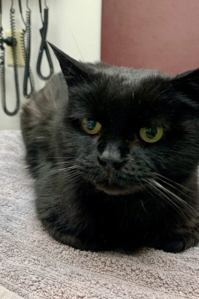 Bob at the Vet Clinic