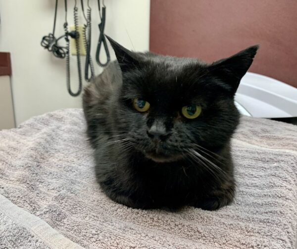 Bob at the Vet Clinic