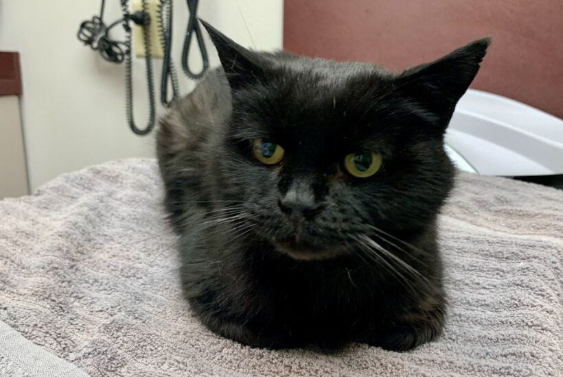 Bob at the Vet Clinic