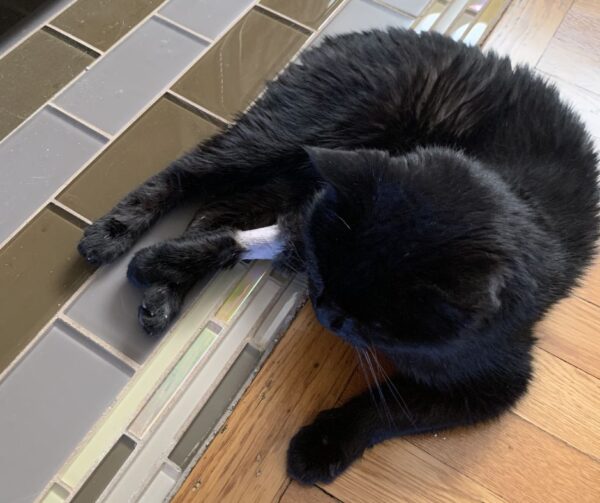 Cat Stress at Vet. Bob with his shaved "boot" after procedure.