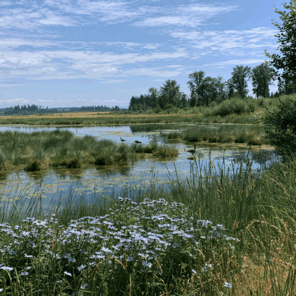 “Wetland habitat supporting birds, native plants, and other wildlife.”