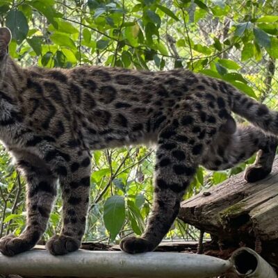 First New Wild Cat Species in Over 100 Years