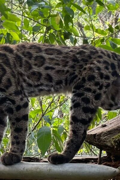 Leopardus tilcayo
