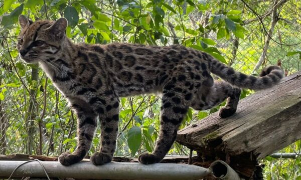 Leopardus tilcayo