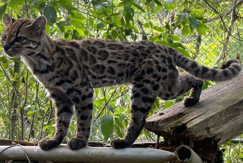 Leopardus tilcayo