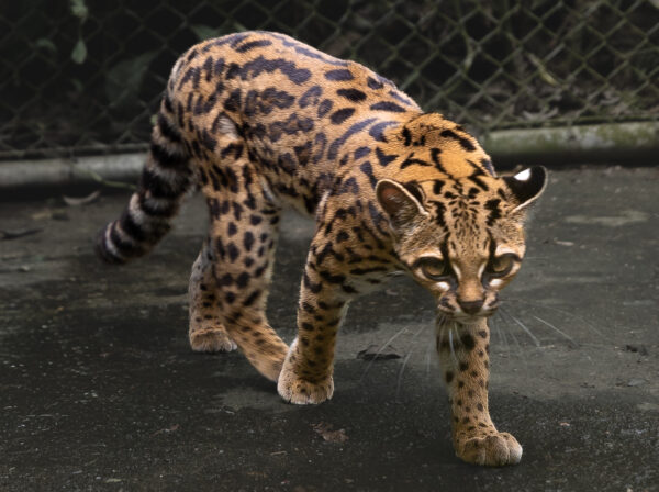 New species of cat discovered